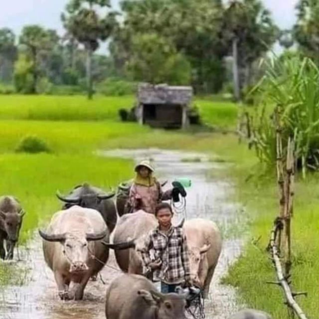 A day tour through Battambang/Local area and landmarks - Fruit, rice, and the work behind Cambodian food