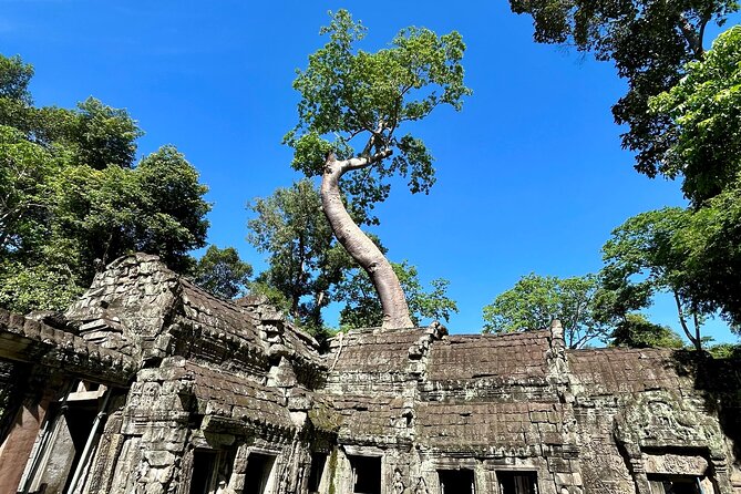 Angkor Wat 1-Day Tour by Private Car or Minivan - Ta Prohm and the wider temple circuit