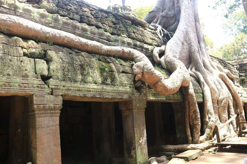 Angkor Wat: Highlights and Sunrise Guided Tour - Ta Prohm and the power of the tree roots