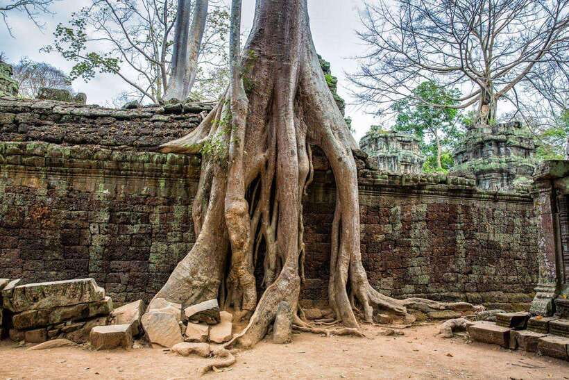 Angkor Wat Small Tour With Private Tuk Tuk - Ta Prohm brings the most familiar atmosphere