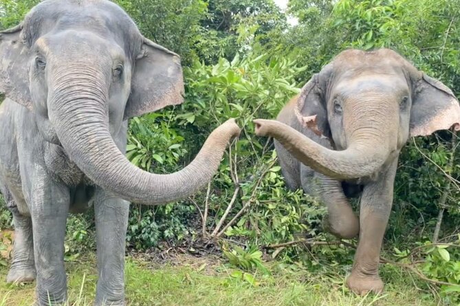 Angkor Wat Temples & Kulen Elephant Forest Day Tour - A temple-heavy morning from 7:20 am