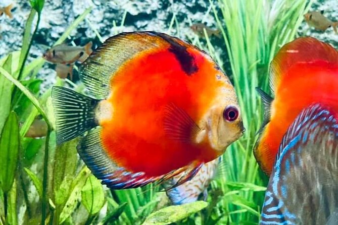 Angkor Wildlife & Aquarium Halfday tour - Key points to know before booking