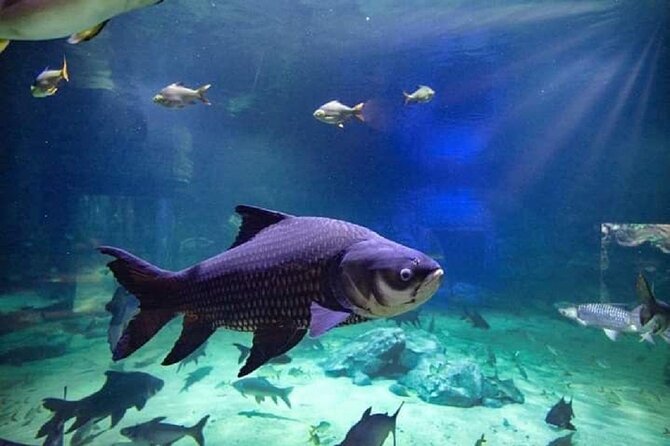Angkor Wildlife & Aquarium Halfday tour - Sun bears, tigers, and the reptile house