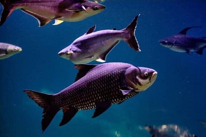 Angkor Wildlife & Aquarium Halfday tour - What the private tour adds