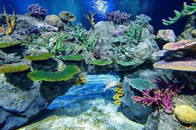 Angkor Wildlife & Aquarium Halfday tour - The aquarium is the main reason to go