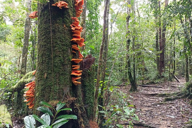 Aural Mountain Trek: Cambodia Tallest Peak Challenge - Bamboo forest camp and the waterfall