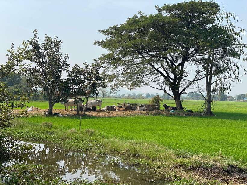 Battambang: Bamboo Train, Bat Cave and Killing Cave Tour - Five things to know before you book