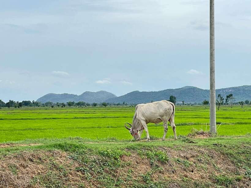 Battambang: Bamboo Train, Bat Cave and Killing Cave Tour - Comfort, timing, and small-group value