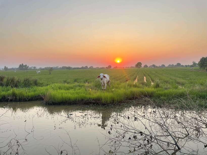 Battambang: Bamboo Train, Bat Cave and Killing Cave Tour - Who should book this Battambang tour?