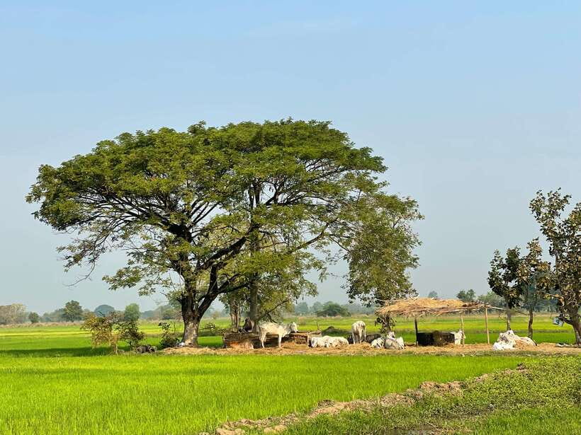 Battambang: Bamboo Train, Bat Cave and Killing Cave Tour - Battambang’s colonial buildings and local symbols