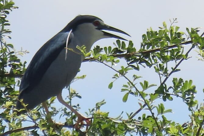Beyond The Oudong Temple and Birdwatching in Phnom Penh - Why this day is different from a standard Phnom Penh tour