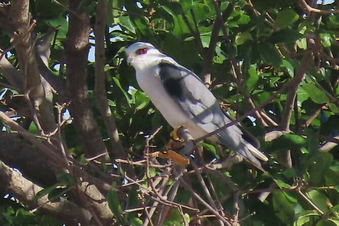 Beyond The Oudong Temple and Birdwatching in Phnom Penh - What the guide adds to the experience