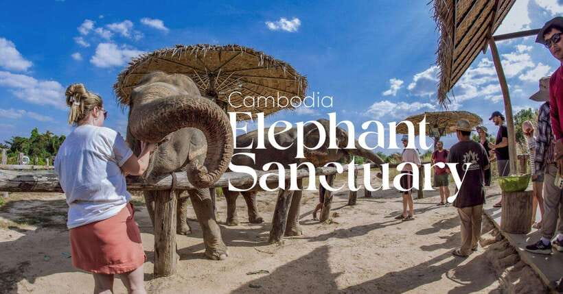 Cambodia Elephant Sanctuary and Banteay Srey Temple Tour - Preparing food for the elephants