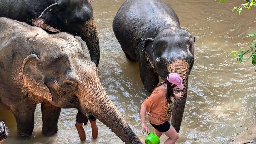 Cambodia Elephant Sanctuary Include Hotel Transfer Roundtrip - Key things to know before booking
