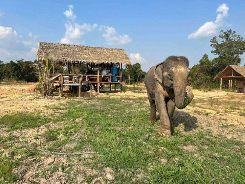 Cambodia Elephant Sanctuary Include Hotel Transfer Roundtrip - From Siem Reap hotel pickup to the sanctuary