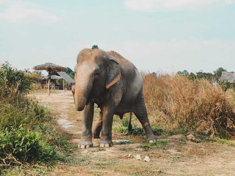 Cambodia Elephant Sanctuary Include Hotel Transfer Roundtrip - Why the small group matters at $122