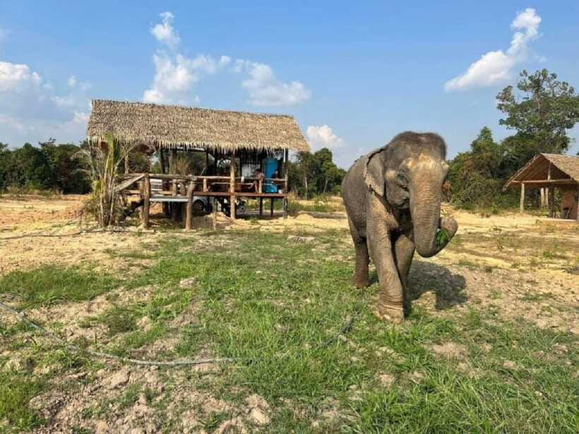 Cambodia Elephant Sanctuary Include Hotel Transfer Roundtrip - What the guide and included services add