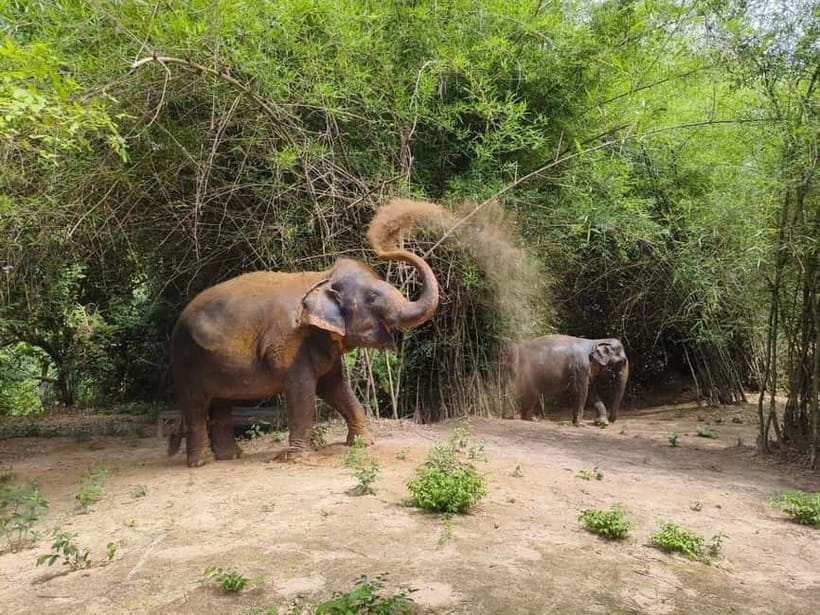 Cambodia Elephants Haft Day Experiences from Siem Reap - Key points to know before booking