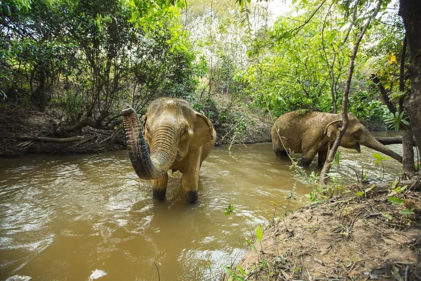 Cambodia Elephants Haft Day Experiences from Siem Reap - The viewpoint and return to Siem Reap