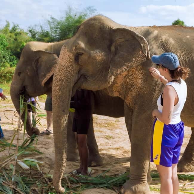 Cambodia Elephants Haft Day Experiences from Siem Reap - Preparing meals and digestive-health food