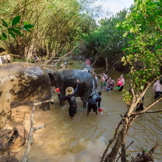 Cambodia Elephants Haft Day Experiences from Siem Reap - Watching the elephants feed and interact