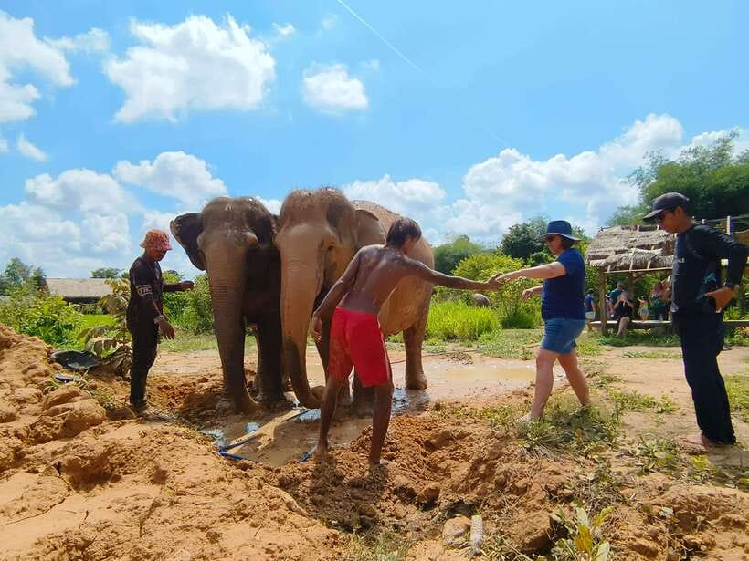 Elephant Sanctuary Cambodia, Pickup and drop off included - The mud bath with the elephants