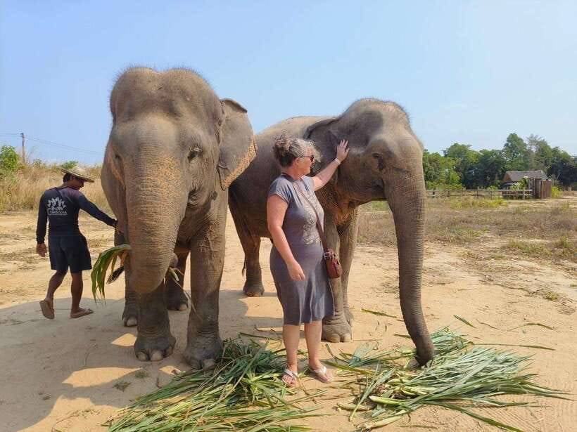 Elephant Sanctuary Cambodia, Pickup and drop off included - Quiet observation after the excitement