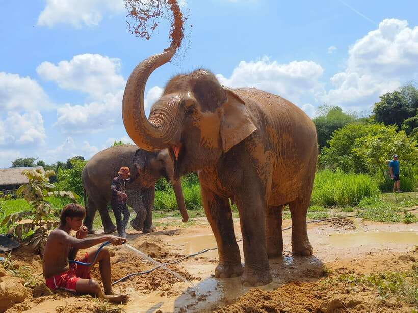 Elephant Sanctuary Cambodia, Pickup and drop off included - Fruit, coffee, and the ride back
