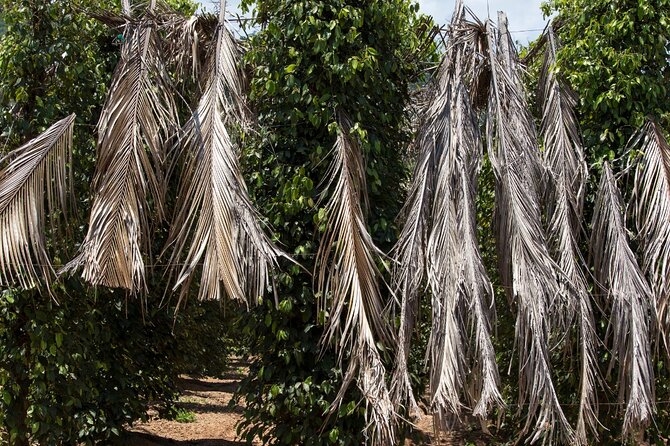 Exploring the Best of Kampot and Kep in a Full-Day Tour - Two hours at La Plantation pepper farm