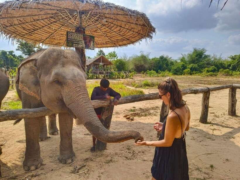From Siem Reap: Elephant Sanctuary Experience with Transfers - Is $69 good value?