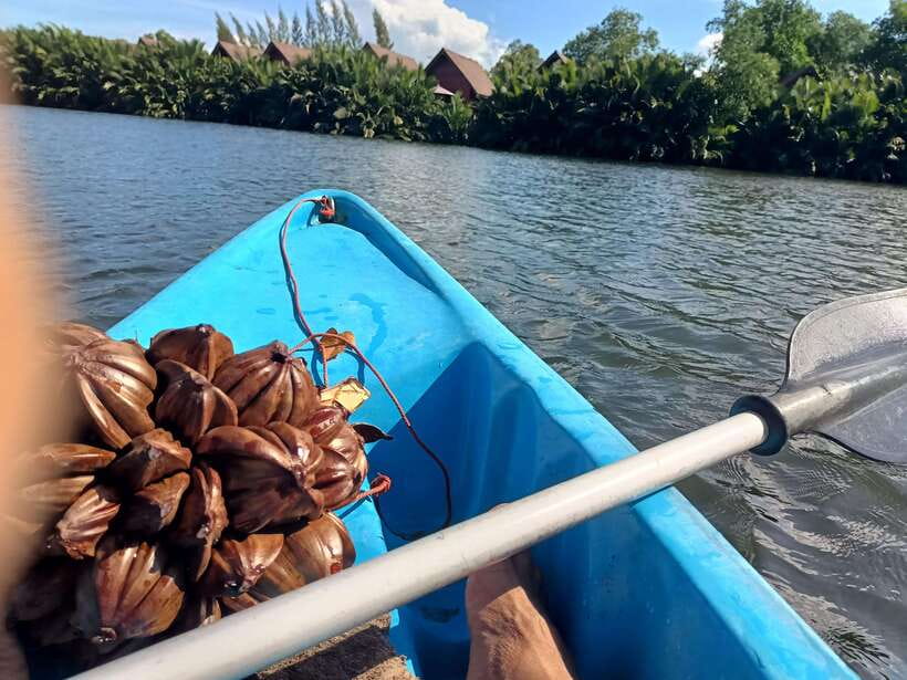 Green Cathedral Kayaking Journey & Reflection River View - Why the 3:30pm Sunset Departure Works