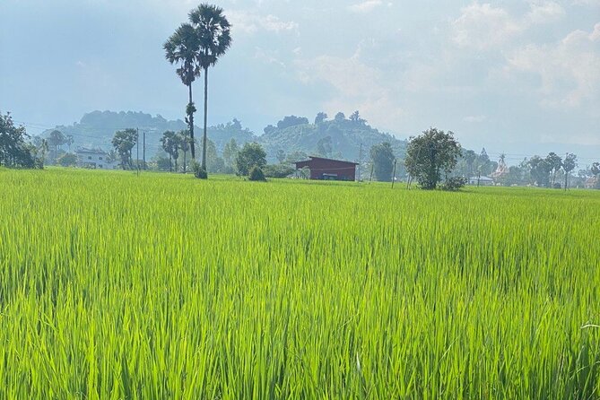 Half-Day Adventure to the Pepper Farm by Scooter - Rice paddies and traditional farm methods