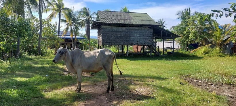 Kampot: Cultural Bike Experience - Local Life & Countryside - Leaving Kampot behind the Old Market