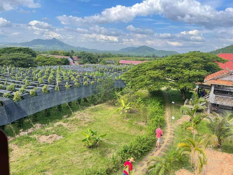 Kampot Pepper Farm, Salt Fields, Crab Market from Phnom Penh - Phnom Chhngok Cave and its limestone shrine