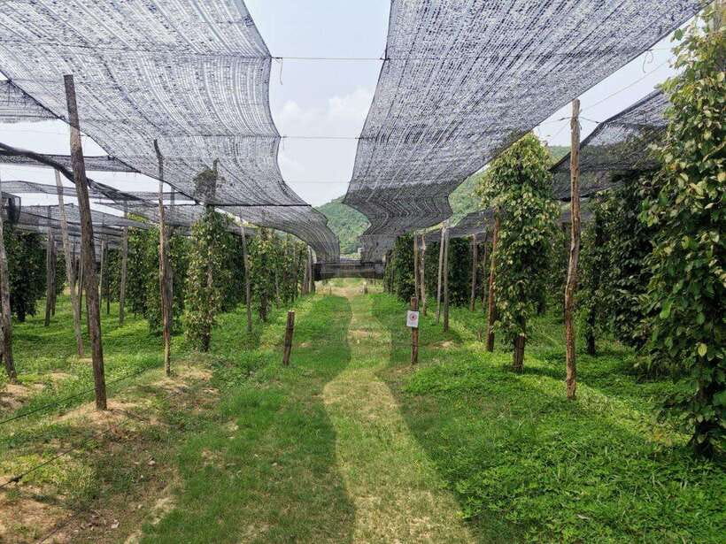 Kampot Pepper Farm Tour: Salt Fields, La Plantation & Cave - Why this Kampot day trip works