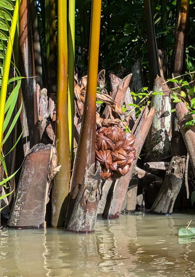 Kampot's Countryside & Kayak Tour, Pepper Farm include Lunch - Guide quality makes the difference