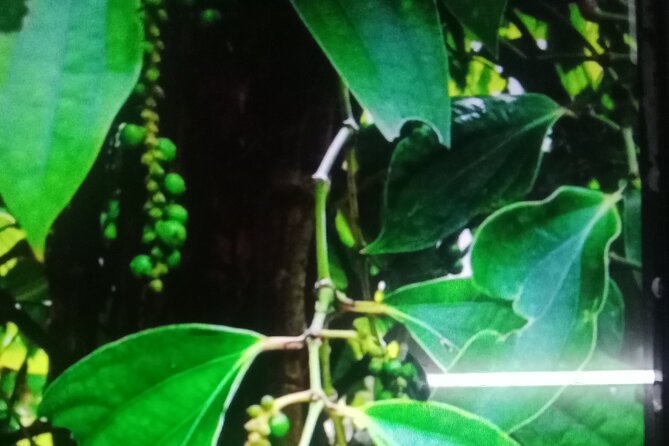 KAMPOT TRAVEL-Pepper farm. Cave.Secret lake-Crab market & Salt... - La Plantation pepper farm: the best educational stop