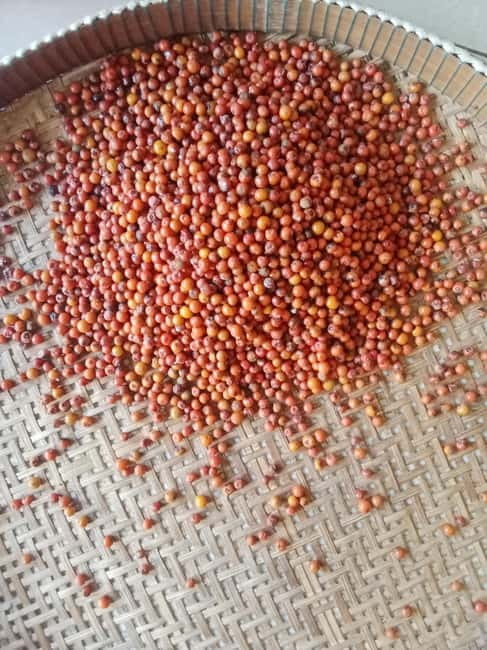 Kep: Discover kampot pepper farm/lake & Salt fields...more - Is $29 good value?