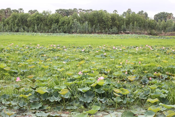 Killing Field & Paddy Rice Fields Tuk Tuk Adventure - The transition from temple and lake to Choeung Ek