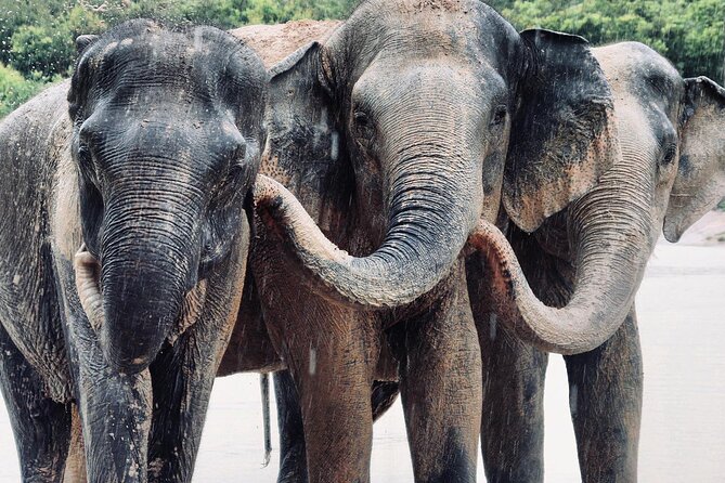 Kulen Elephant Forest and Tonle Sap Lake by Private Tour - Two very different sides of Siem Reap