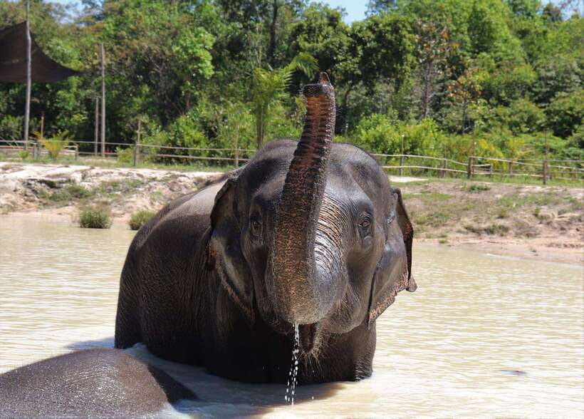 Kulen Elephant Forest Siem Reap in Small Group - Key points to know before booking
