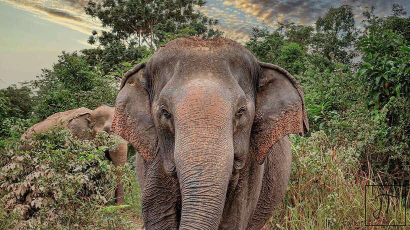 Kulen Elephant Forest Siem Reap in Small Group - Why this elephant experience feels different