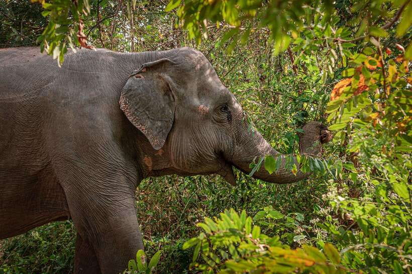 Kulen Elephant Forest Siem Reap in Small Group - Starting with a briefing and healthy treats