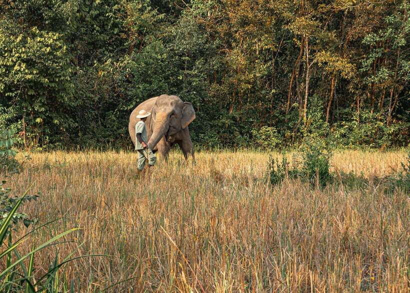 Kulen Elephant Forest Siem Reap in Small Group - The 2-kilometer forest walk