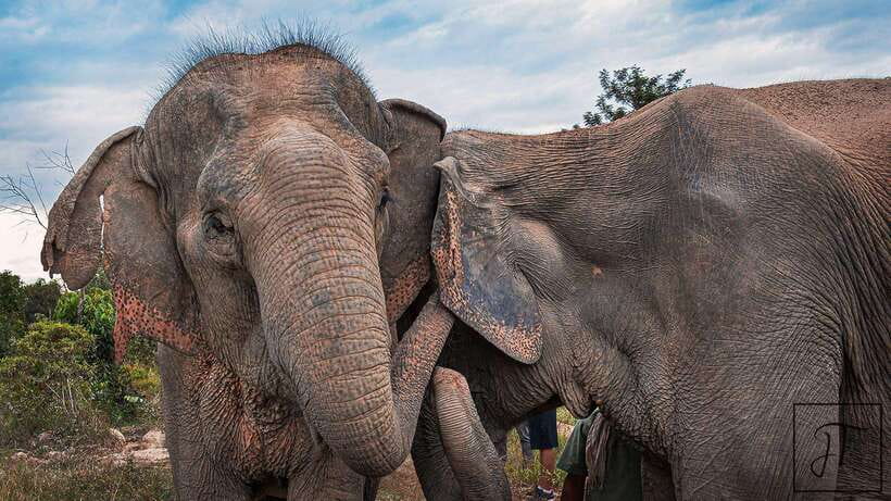 Kulen Elephant Forest Siem Reap in Small Group - Enrichment, the pond, and the Khmer meal