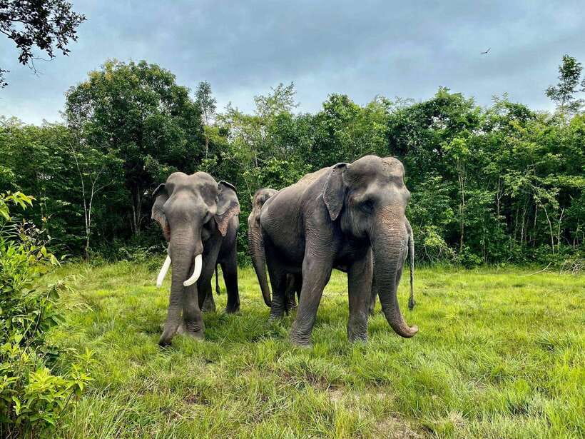 Kulen Elephant Forest Siem Reap in Small Group - The ethical question: close contact or respectful distance