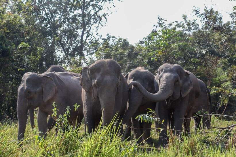 Kulen Elephant Forest & Tonlesap Lake - Why combine elephants with Tonle Sap Lake?