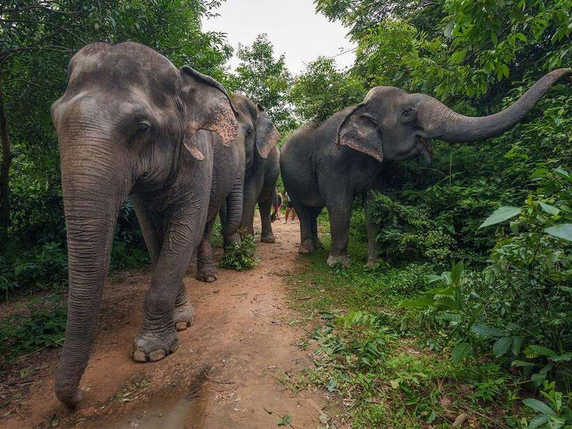 Kulen Elephant Forest Tour with Hotel Pick-up & Drop off - Why the Kulen Elephant Forest Experience Feels Different