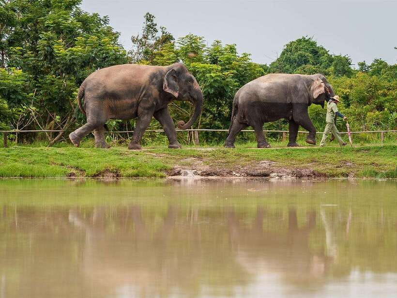 Kulen Elephant Forest Tour with Hotel Pick-up & Drop off - Walking Through the Forest Behind the Elephants