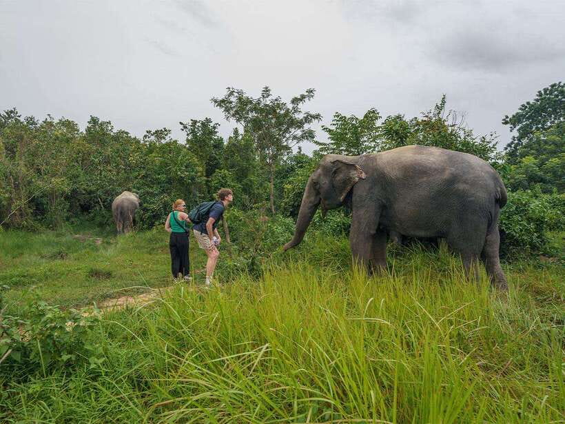 Kulen Elephant Forest Tour with Hotel Pick-up & Drop off - Morning Lunch or Afternoon Snack